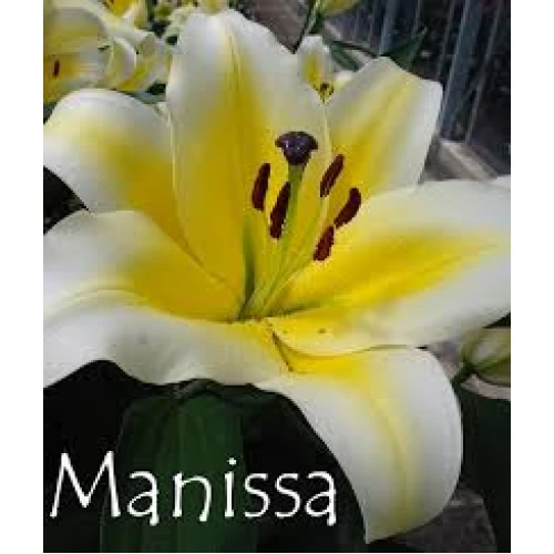 Manissa 